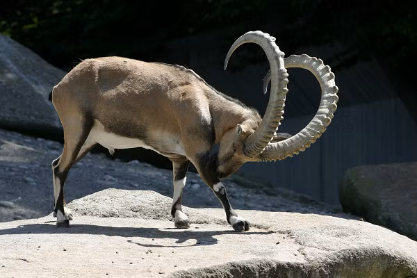 Là những nhà leo núi xuất sắc, dê Ibex sẽ trèo lên mặt thẳng đứng của những bức tường, kè các đập thủy lợi.