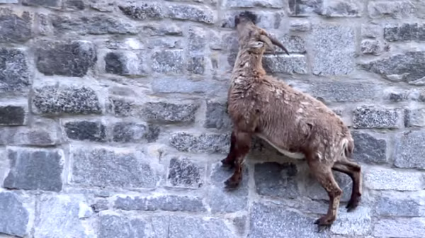 Bằng cách nào đó mà những con dê ibex có thể bám chặt vào bất kỳ tảng đá nào nhô ra khỏi đập nước, điều này cũng cho phép chúng thoải mái di chuyển trên bức tường cao 50 mét và tiếp cận khoáng chất mà chúng vô cùng thèm muốn - muối.