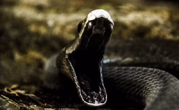 Rắn đen Mamba có tốc độ điên rồ 20km/ giờ và có thể dài tới 4m.