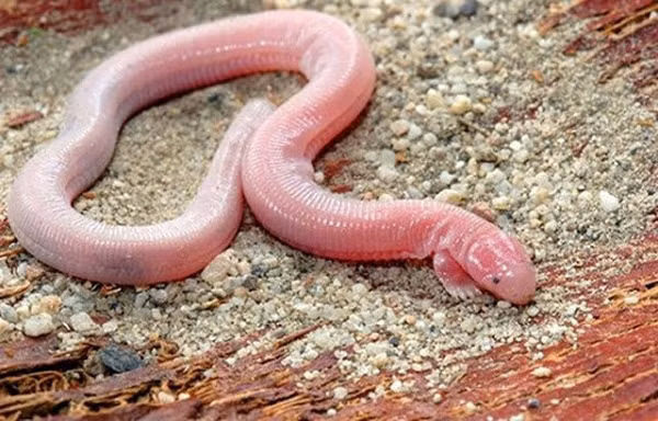 Thằn lằn Bipes Biporus. Bipes Biporus là một loại thằn lằn có hình dáng hết sức đặc biệt khi khoác lên mình bộ dáng nửa giun, nửa rắn, thậm chí còn có cả 2 chân trước.