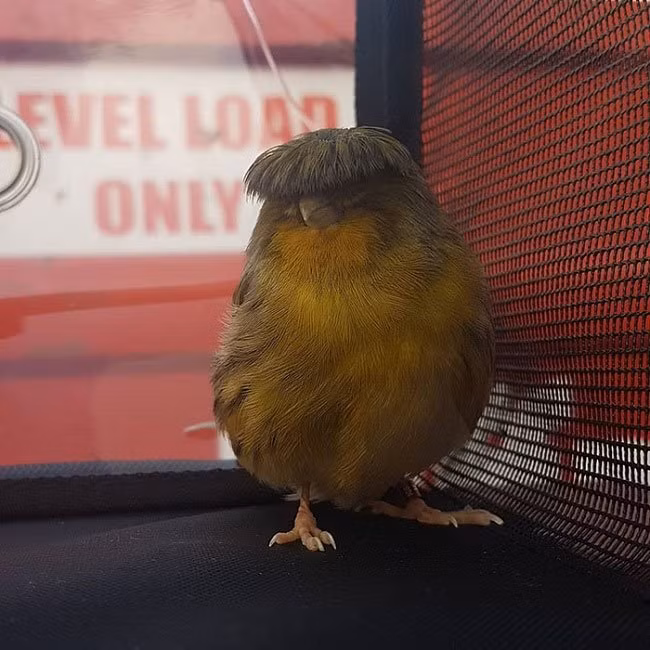 Những con chim Gloster Canary là kết quả của sự lại tạo và chọn lọc của con người qua nhiều thập kỷ giữa chim hoàng yến Border, chim hoàng yến Roller và chim hoàng yến Lesser.
