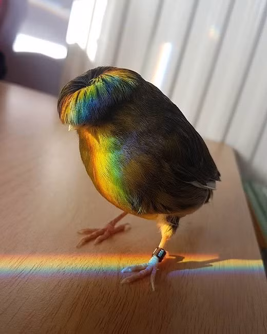  Chim giống Gloster Canary thuộc họ chim hoàng yến và cũng có một cái tên khác là chim hoàng yếu đầu hoa cúc.