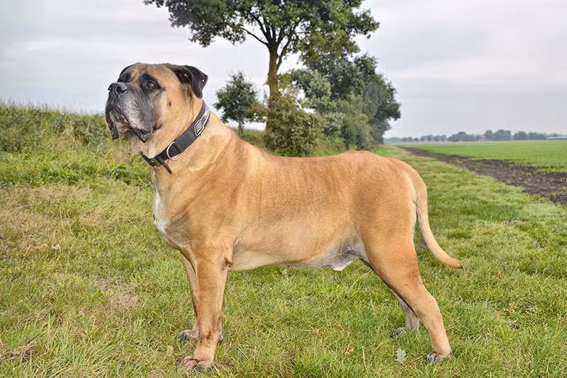 9. Boer Boel: chó Boer Boel có tên gọi khác là Ngao Nam Phi, cái tên của chúng cũng mang ý nghĩa là nguồn gốc của chúng được sinh ra. Với ngoại hình lớn, Boer Boel hoàn toàn có thể đi săn những loài thú to và dữ, đặc biệt hơn khi chúng rất kiên trì và chiến đấu cho tới cùng, kể cả việc hy sinh tính mạng.