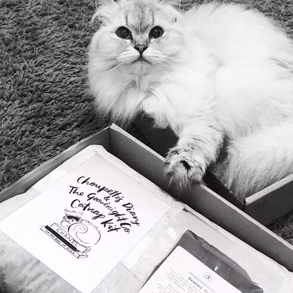 Mèo Choupette sở hữu 74 nghìn người theo dõi trên mạng xã hội và cập nhật cuộc sống vương giả của mình khiến ai cũng ngưỡng mộ.