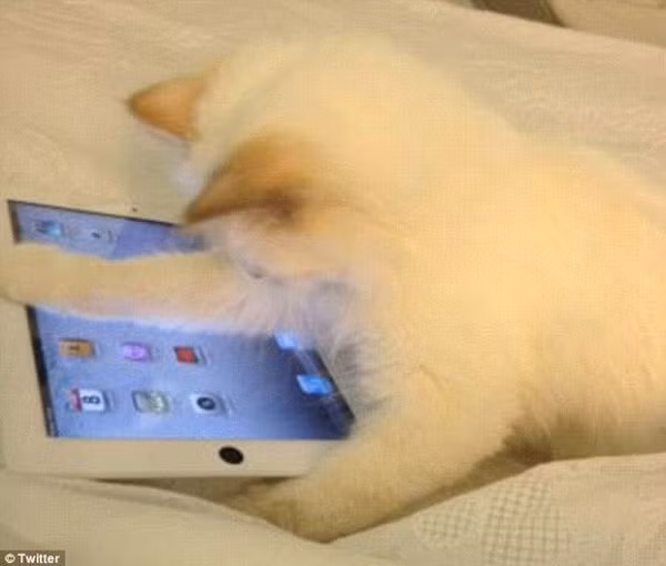 Còn được sắm ipad riêng để sử dụng.