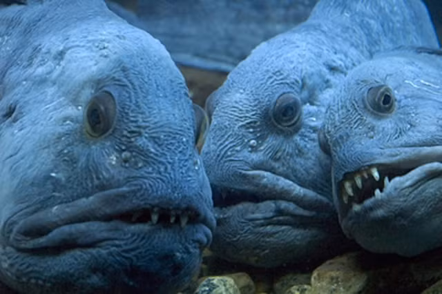 Cá Sói Biển là loài cá lớn nhất trong phân bộ blennies, có nguồn gốc từ một loài cá chình sống từ 50 triệu năm trước. Cá Sói Biển sống ở vùng biển bắc của cả hai bán cầu, dưới những tảng đá lớn. Chúng sở hữu những chiếc răng mạnh mẽ, có thể nghiền nát con mồi.
