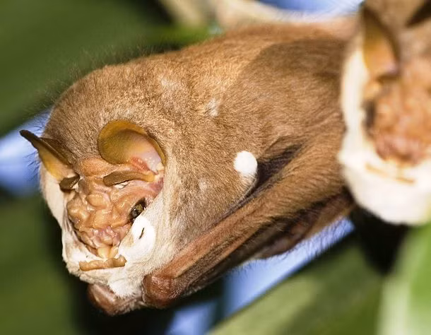 Dơi mặt nhăn là một loài dơi cỡ trung nổi tiếng với khuôn mặt đáng sợ. Các nếp nhăn quanh mũi và miệng của nó mang lại cho loài dơi này một vẻ ngoài thực sự đáng ghê rợn.