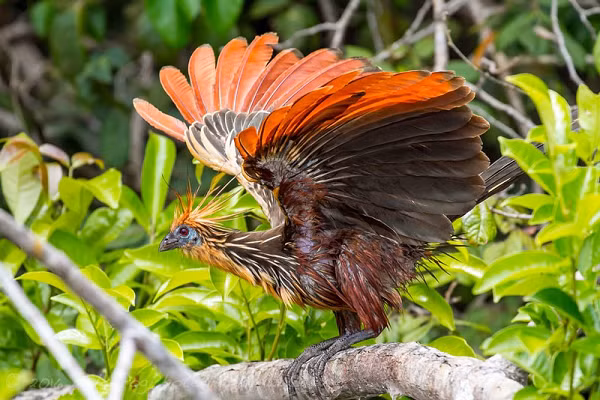 Gà móng hay Stinkbird được coi là loài chim có hệ thống tiêu hóa bất thường nhất vương quốc các loài chim. Thức ăn của chúng sẽ được tiêu hóa bởi ruột già hơn là ruột non, gần tương tự như động vật nhai lại như trâu, bò.