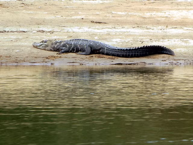 Cá sấu đen Caiman. Đây được coi là loài động vật khổng lồ trong họ nhà cá sấu. Tuy nhiên, chúng chỉ thực sự nguy hiểm khi chúng bị bỏ đói. Còn bình thường, chúng thường ăn cá.