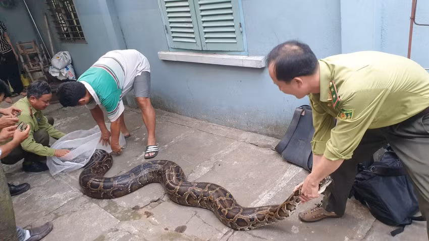 Gia đình ông Quốc muốn bàn giao con trăn đất nặng 63 kg để lực lượng chức năng thả về môi trường tự nhiên.