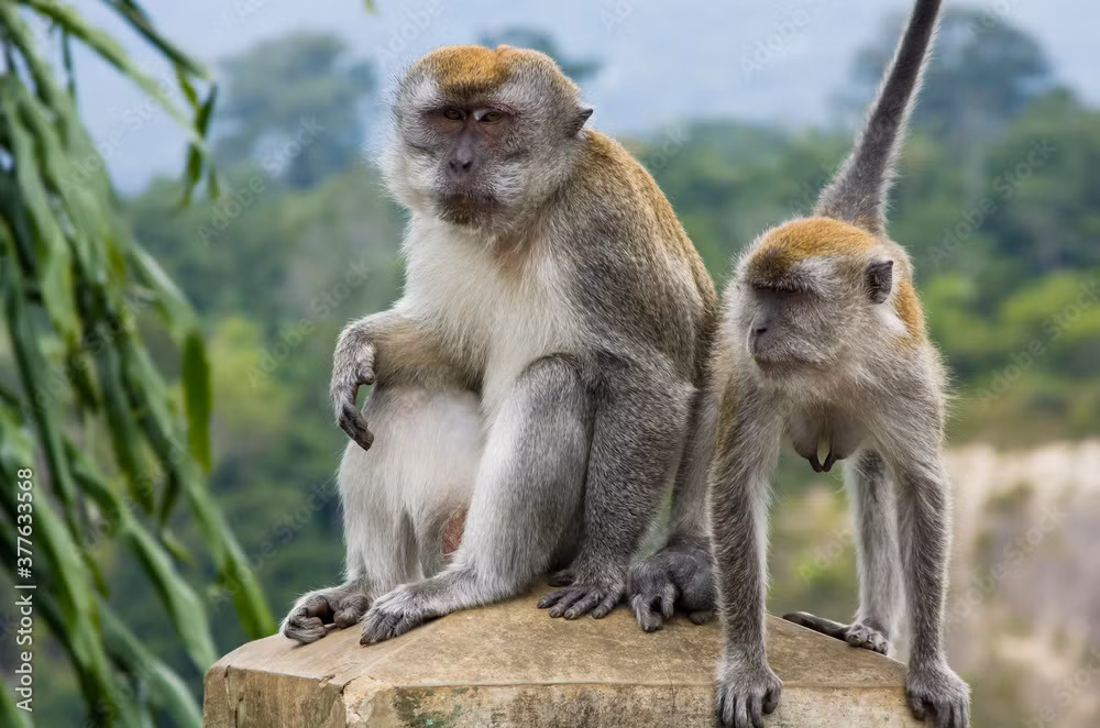 Căn cứ vào hình ảnh mà người dân chụp được, một cán bộ thuộc Chi cục kiểm lâm TP.HCM cho biết qua hình ảnh người dân cung cấp, con vật hung hăng trên là cá thể khỉ đuôi dài, có tên khoa học là Macaca fascicularis.