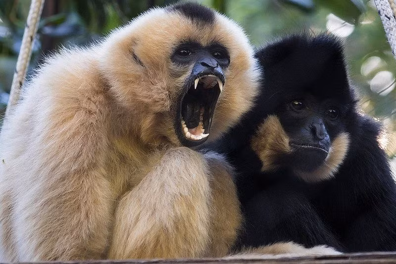Thống kê của Wildlife Conservation Society cho thấy hiện có khoảng 2.500 cá thể vượn đen má hung tại Khu bảo tồn đa dạng sinh học Seima của Campuchia. Đây được cho là nơi có quần thể vượn đen má hung lớn nhất thế giới.