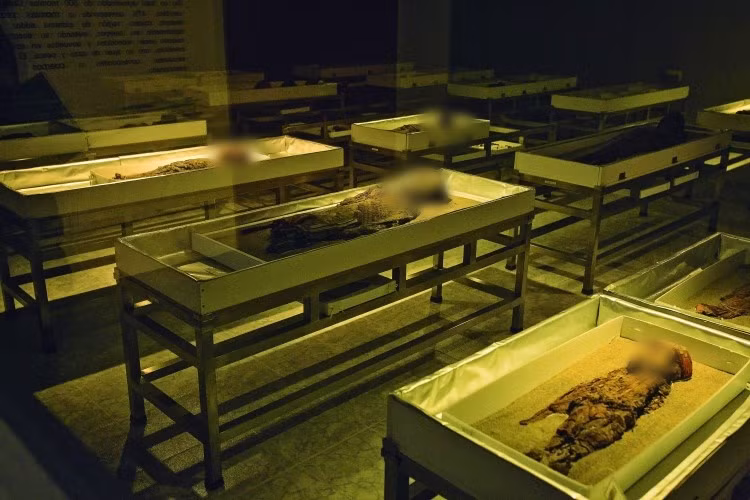 Dù vậy, những nghiên cứu gần đây của giới khoa học cho thấy lớp da của một số xác ướp chuyển sang chất nhày màu đen. Số khác bị mốc, khô mục và có dấu hiệu phân hủy khá nghiêm trọng. 