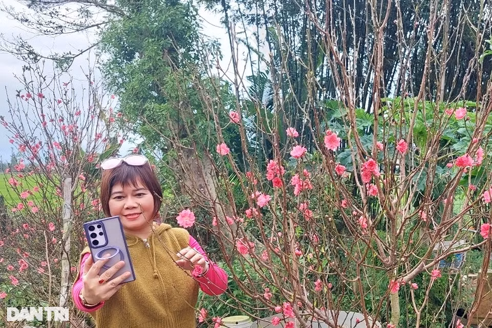 Vườn đào bích xứ Bắc khoe sắc rực rỡ trên đất võ Bình Định - Hình 5 Vuon dao bich xu Bac khoe sac ruc ro tren dat vo Binh Dinh-Hinh-5