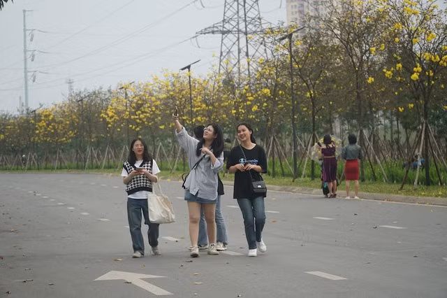 Con đường dài khoảng 800m, được trồng thành nhiều hàng cây Phong Linh và một hàng cây gạo ở giữa. Hiện tại hoa Phong Linh đã nở rộ còn hoa gạo bắt đầu có nụ to. Những người tới đây đa dạng về độ tuổi, từ các cô gái trẻ cho đến phụ nữ trung tuổi.