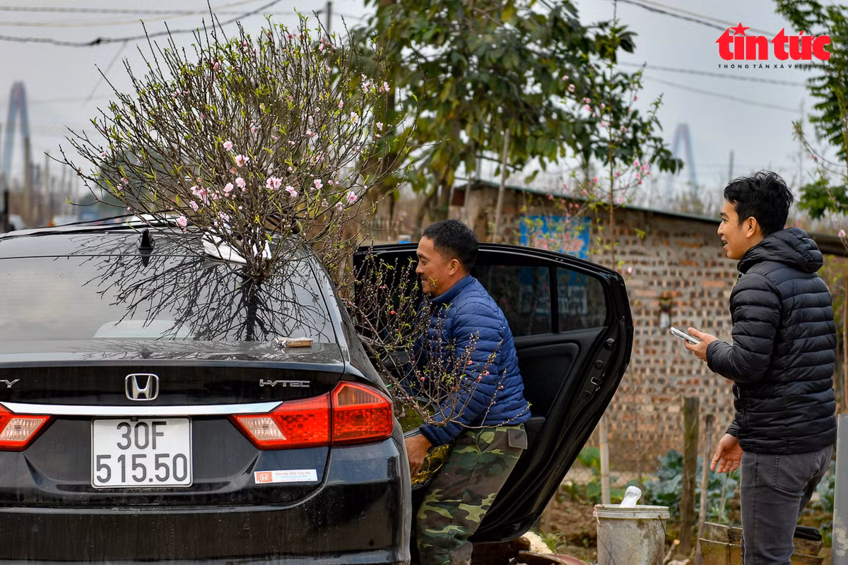 Giá bán đào năm nay có phần thấp hơn so với mọi năm; do thời tiết bất thường và tình hình suy thoái chung của nền kinh tế sau dịch COVID-19, khiến người dân chưa sẵn sàng chi hầu bao.