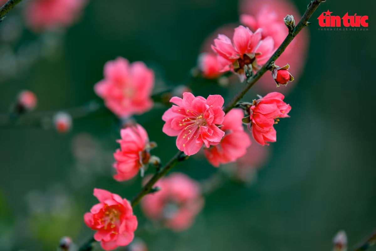 Ở Nhật Tân, đào nổi tiếng với những cánh hoa to, đẹp, sẫm màu và dày cánh.