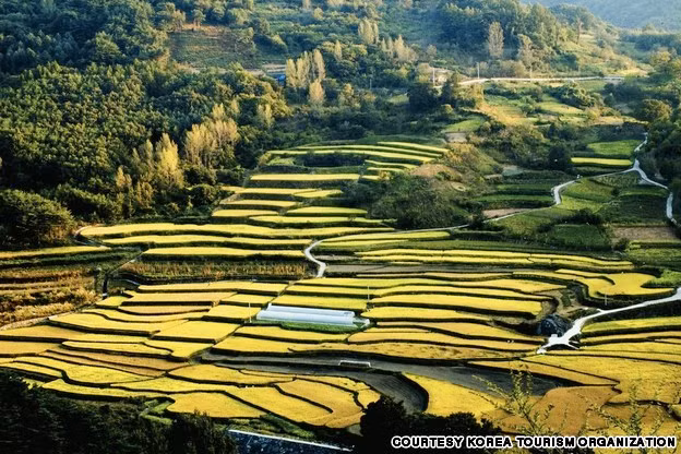 Cánh đồng ruộng bậc thang đẹp như tranh vẽ ở Hamyang, tỉnh Gyeongsang Nam.