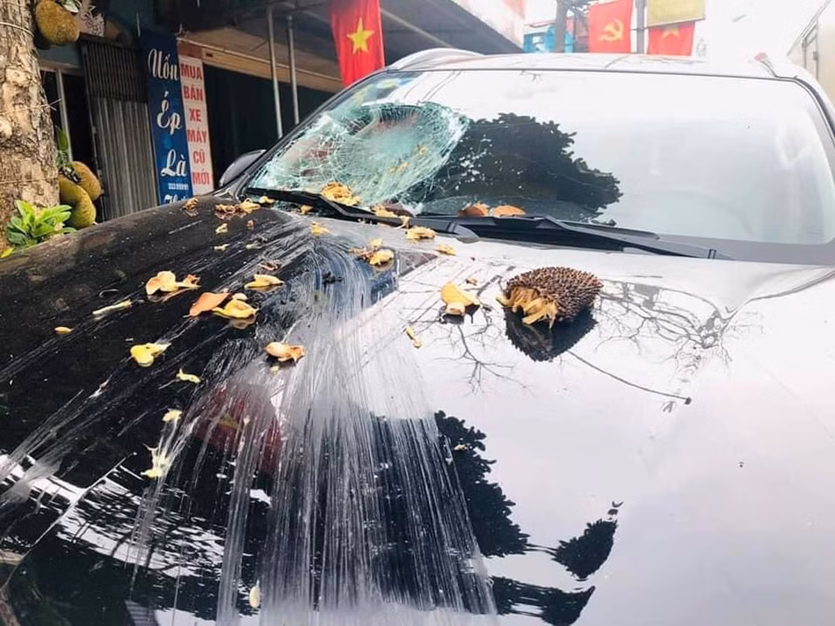 Đã có không ít trường hợp nhận về loạt "tai bay vạ gió" với những loài cây "phản chủ" bất ngờ, khiến nhiều chủ xe khóc ròng và nhận về cái kết... mất tiền.