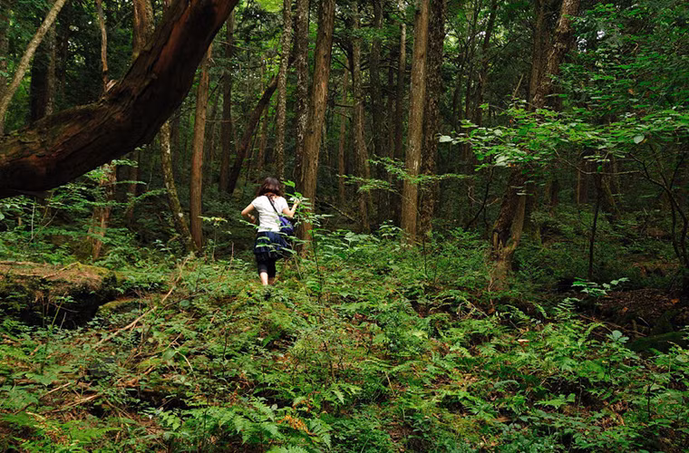 Khu rừng tự sát ở Nhật Bản Aokigahara là một trong những địa điểm tự tử nổi tiếng nhất thế giới.