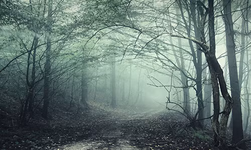 Khu rừng “ma ám” nhất thế giới nằm ở ngoại ô Cluj-Napoca, Romania, là nơi xảy ra nhiều hiện tượng kỳ lạ mà giới khoa học chưa thể giải thích được.