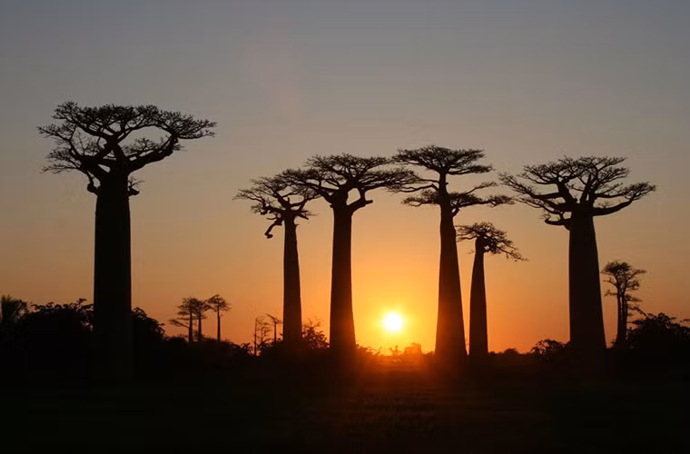 Hàng cây bao báp nằm trên con đường bụi đất giữa Morondava và Beloi Tsiribihina ở Madagascar.