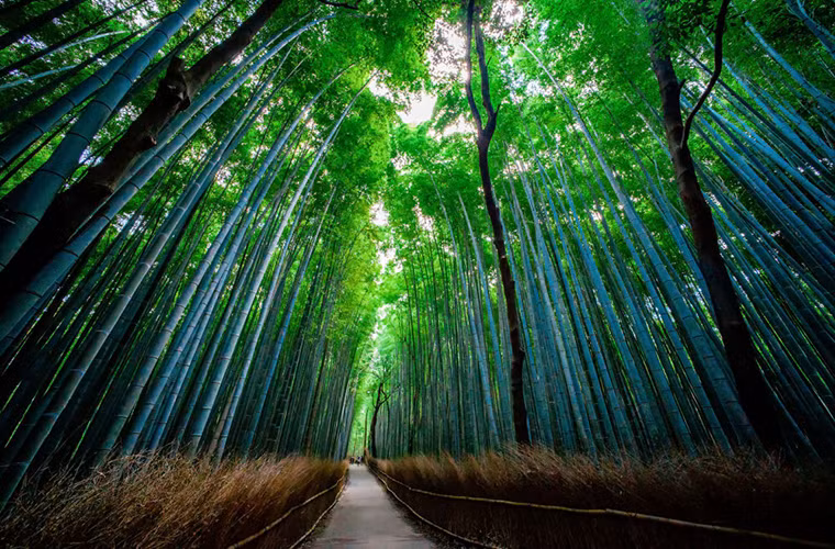 Rừng tre Sagano, nằm cách trung tâm thành phố Kyoto khoảng 30 phút lái xe, bao gồm hàng triệu cây tre thẳng tắp được đánh giá là một trong những khu rừng tuyệt vời nhất Nhật Bản. Âm thanh trong khu rừng kỳ lạ này đã được đưa vào danh sách “những âm thanh cần được bảo vệ”.