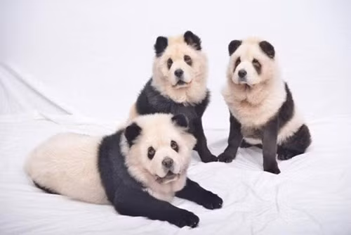 Từ lúc bắt đầu họ chỉ nhuộm lông cho 1 chú khuyển cưng, tuy nhiên sau dần nhận thấy 2 chú còn lại cũng rất hứng thú được trang điểm giống như người bạn của mình, bà chủ Singapore đã mạnh dạn nhuộm luôn cho 2 con vật còn lại.
