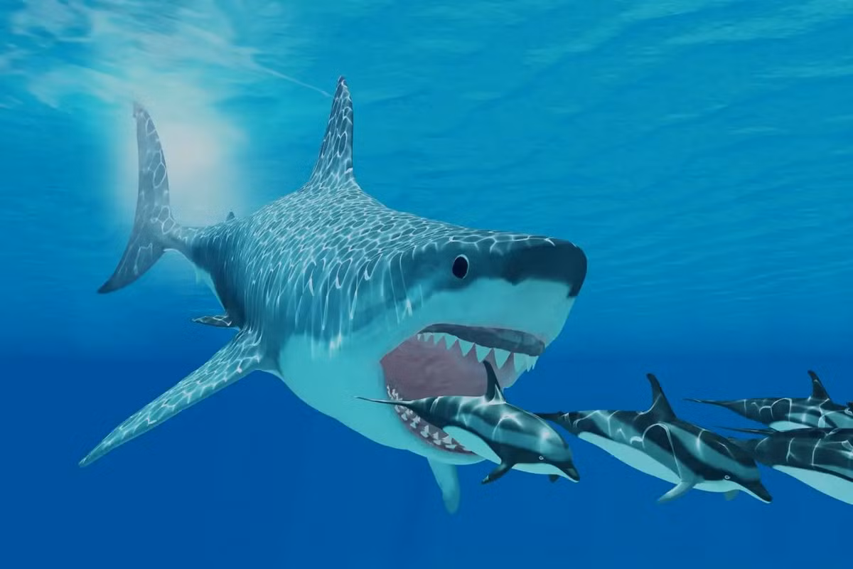 Dựa trên những dữ liệu thu thập được, các chuyên gia xác định cá mập megalodon có kích thước lớn hơn ước tính trước đó. Khi trưởng thành, mỗi con megalodon có thể đạt chiều dài lên tới 19,8m.
