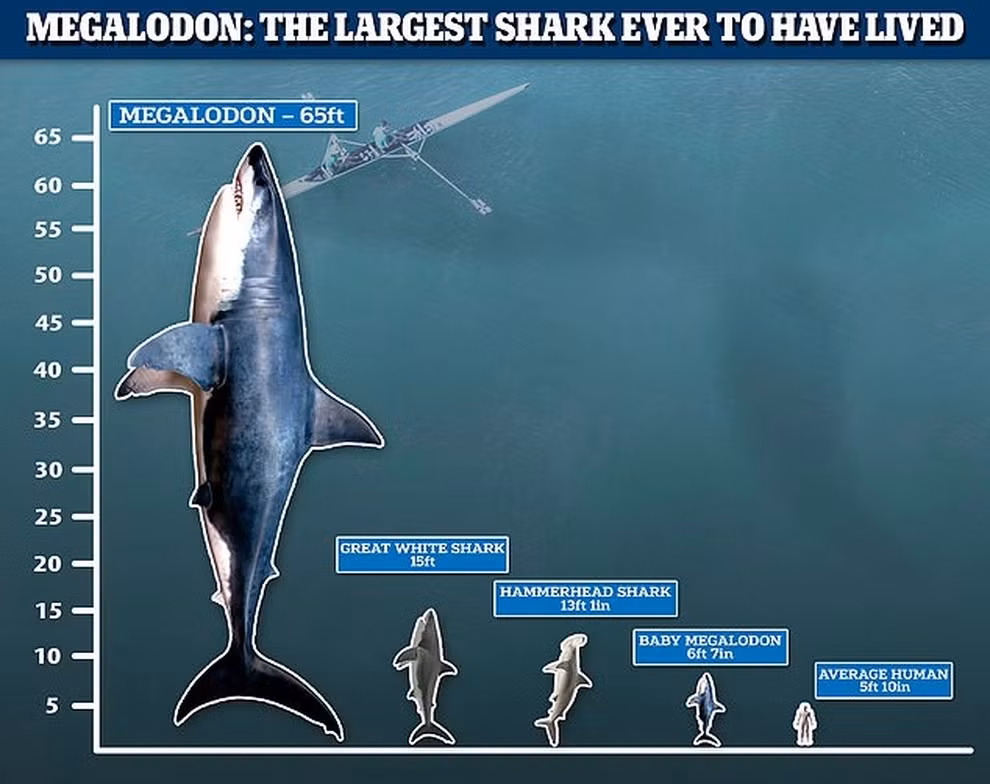 Với kích thước như trên, cá mập megalodon lớn gấp nhiều lần so với một con cá mập trắng to nhất hiện nay.