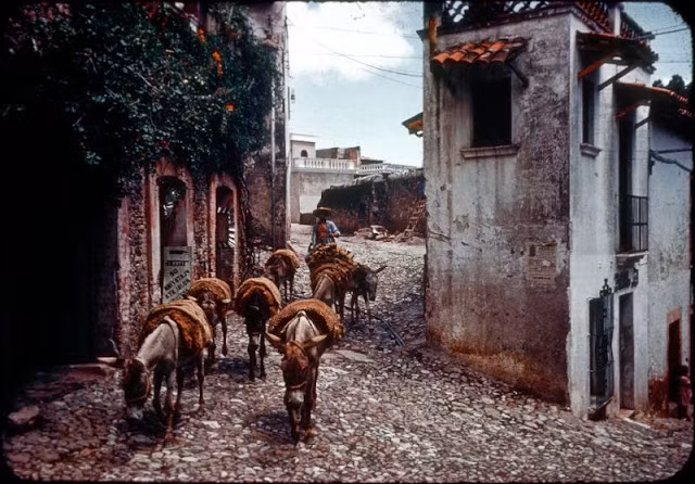 Người đàn ông Mexico dắt những con lừa đi quang qua một khu nhà ở Taxco đầu những năm 1950.