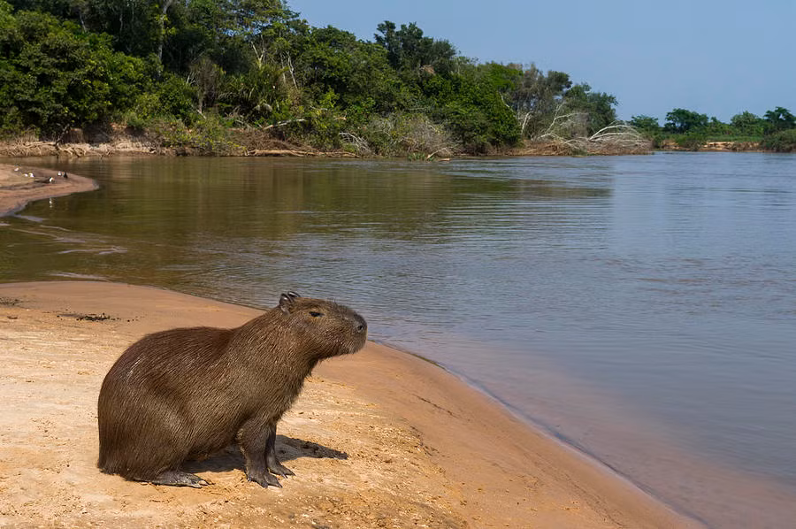 Với khả năng bơi lội giỏi, chuột lang nước capybara có thể thoát khỏi những cuộc tấn công của các "quái vật" phân bố ở vùng đất ngập nước Pantanal như trăn anaconda xanh, cá sấu...