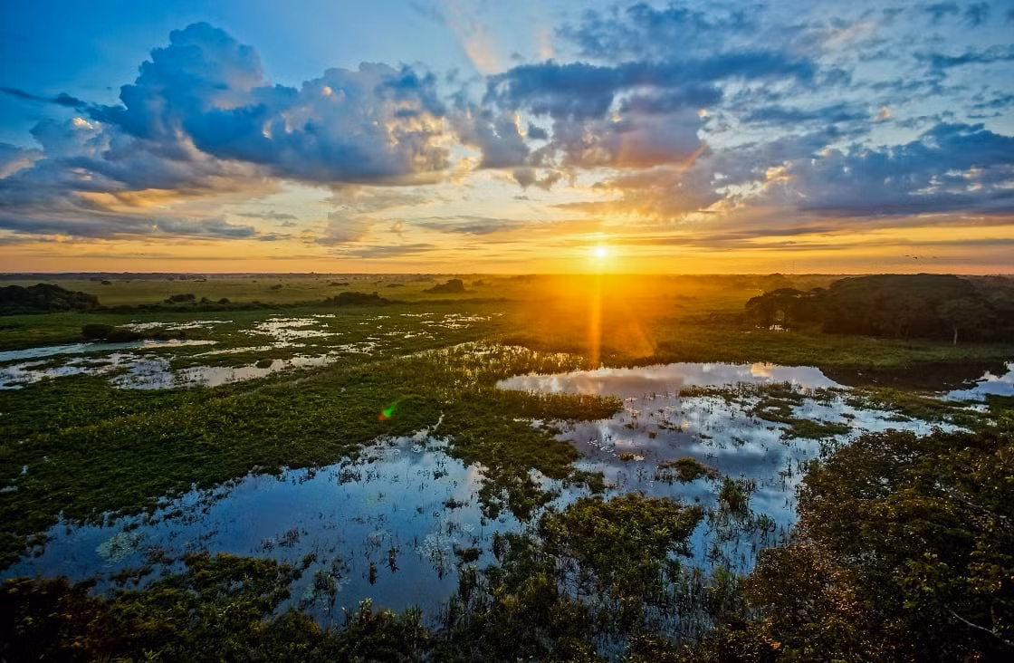Vùng đất ngập nước Pantanal có khoảng 80% diện tích ngập nước trong mùa mưa. Những điều kiện địa hình, thời tiết ở nơi đây đã tạo điều kiện cho một số loài động vật phát triển với kích thước khủng. Trong số này có loài mèo lớn nhất châu Mỹ là báo đốm Pantanal.