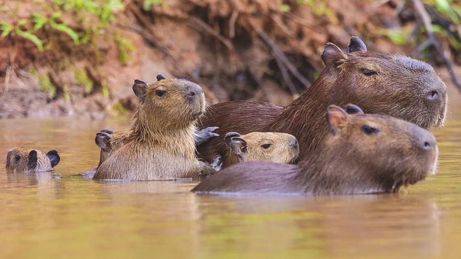 Khi trưởng thành, mỗi cá thể chuột lang nước capybara có thể cao 60 cm, chiều dài cơ thể khoảng 1,2m và nặng tối đa 100 kg. Khi ở trong môi trường tự nhiên, chúng có thể sống thọ tới 10 năm.