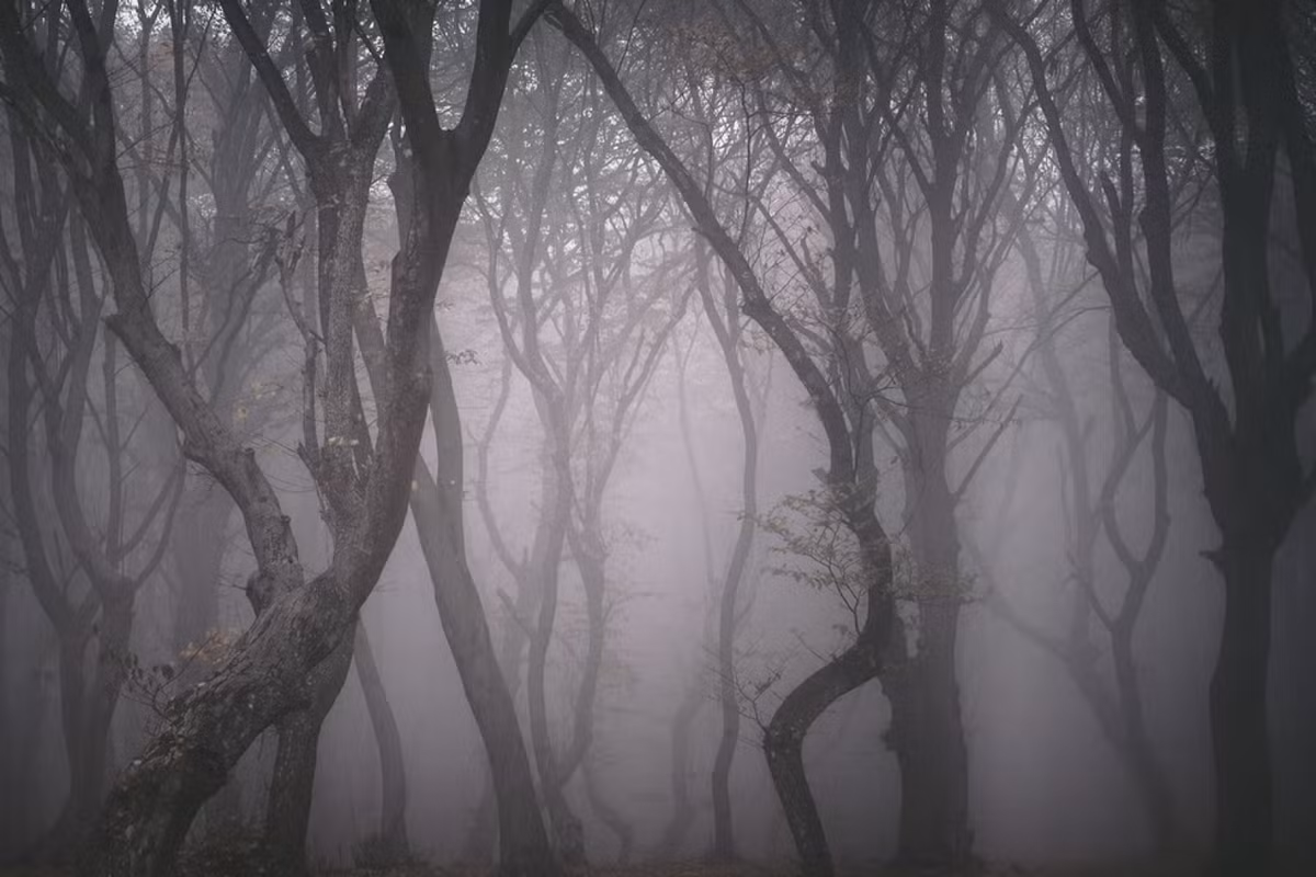 Trong đó, khu rừng Hoia Baciu xảy ra những vụ mất tích bí ẩn. Theo truyền thuyết, một cô bé bị lạc trong rừng nhiều năm. 5 năm sau, người dân địa phương bất ngờ nhìn thấy cô bé trở về nhưng không lớn lên, không nhớ chuyện gì đã xảy ra.
