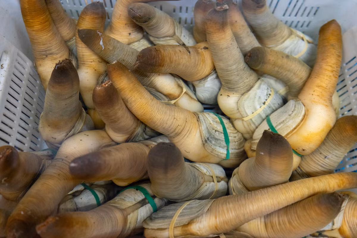 Tu hài Thái Bình Dương có một bàn chân giúp đào xuống lớp cặn và neo chặt xuống. Loài nhuyễn thể này kiếm ăn bằng cách hút nước biển, lọc lấy sinh vật phù du và chất dinh dưỡng rồi phun phần thừa ra ngoài qua vòi.