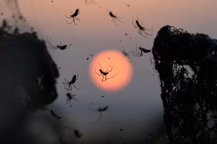 Những người sợ nhện sẽ rùng mình với bức ảnh này.