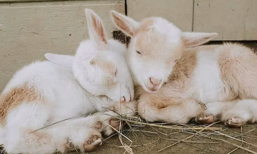 Tuổi Mùi hiểu biết vững vàng, thích ứng nhanh lại thận trọng nên công việc có biến động vẫn giải quyết thuận lợi. Trồng cây có ngày hái quả, những khoản đầu tư tưởng nhỏ nhặt bao ngày hôm nay bỗng mang về một khoản kếch sù cho con giáp.