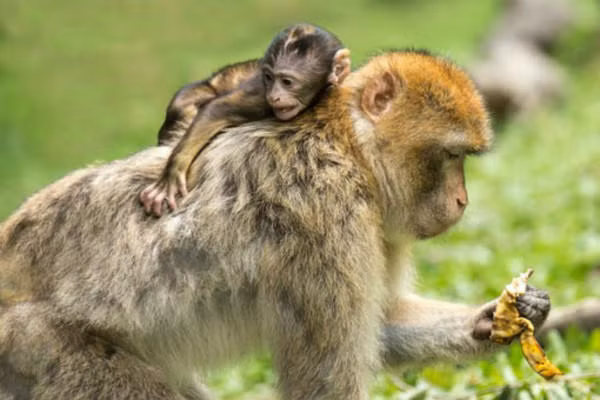 Những ngày ngồi buồn tẻ kiếm từng đồng tiền lẻ đã qua. Nỗ lực từng ngày đã đến lúc có sự biến đổi về chất, con giáp sẽ có sự thăng tiến nhảy vọt, tiền bạc cũng từ đó tăng theo.
