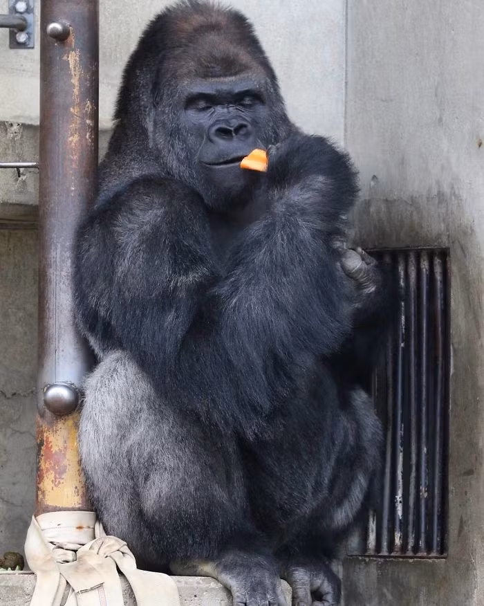 Shabani sinh ra ở Hà Lan nhưng có nguồn gốc ở Australia.
