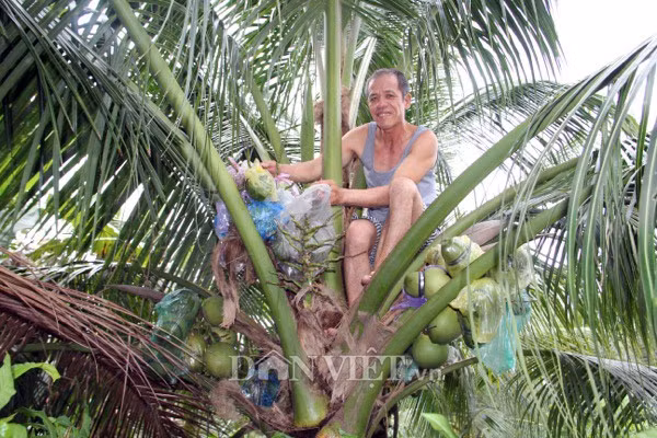 Ông Phúc thường xuyên bỏ ăn, bỏ ngủ “treo mình” lên những cây dừa.