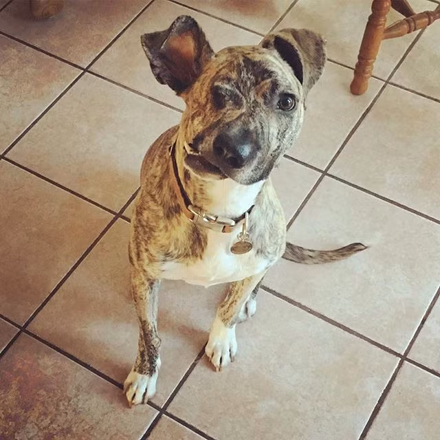 Vào tháng 4/2016, trung tâm cứu hộ động vật Cuyahoga County Animal Shelter ở Ohio, Mỹ tiếp nhận một chú chó tội nghiệp bị bỏ rơi có tên Squish, khi đó 4 tháng tuổi.