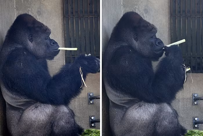 Shabani hiện là con vật biểu tượng cho vườn thú Higashiyama. Hình ảnh của chú ta cũng được dùng để quảng cáo cho một vài loại bánh ngọt, kẹo ngọt nổi tiếng ở Nhật.