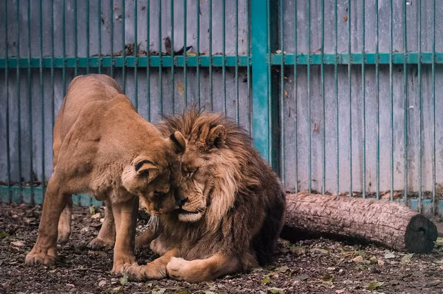 Gechev, một thành viên của Four Paws Internatinal cho biết, vào khoảng giữa tháng Mười, khi lần đầu tiên đến sở thú Razgrad, anh đã vô cùng hoảng sợ bởi điều kiện sống tồi tệ của những con sư tử đáng thương tại nơi đây.