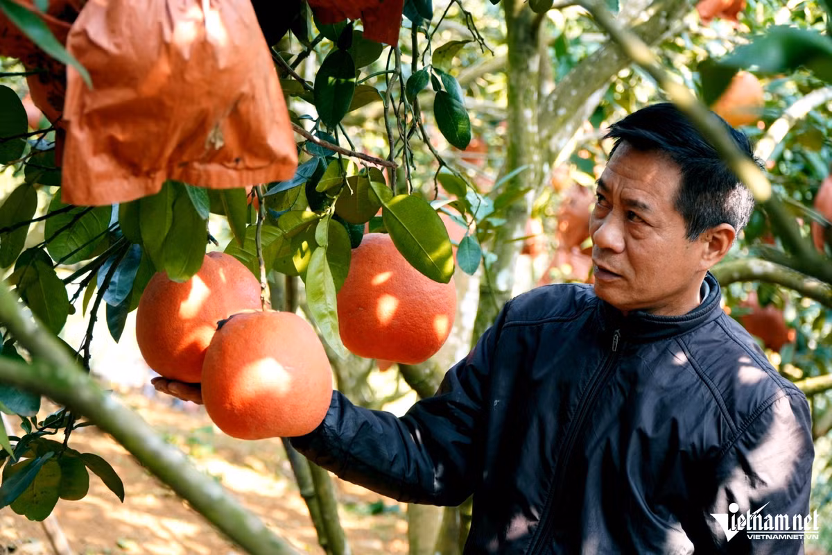 Lão nông trở thành “vua bưởi” nhờ hai cây bưởi của bố vợ cho Lao nong tro thanh “vua buoi” nho hai cay buoi cua bo vo cho