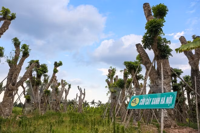 Sau hơn 7 tháng di chuyển từ Kim Mã về vườn ươm xã Đa Tốn, huyện Gia Lâm (Hà Nội), khả năng sống sót và phát triển của hơn 100 cây xanh đã cho những tín hiệu rất đáng tích cực. (Ảnh: Minh Sơn/Vietnam+) 