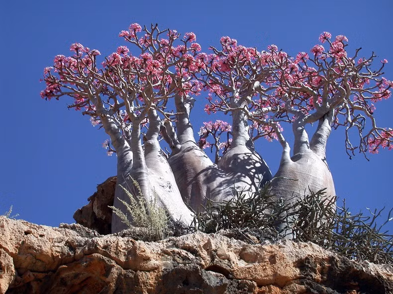 Ngoài cây máu rồng, đảo Socotra hấp dẫn du khách bởi loài cây có tên “hoa hồng sa mạc” (tên khoa học là Adenium Obesium). Cây này có kích thước to lớn khi có thể đạt đến độ cao 5m và đường kính bề ngang 3m.