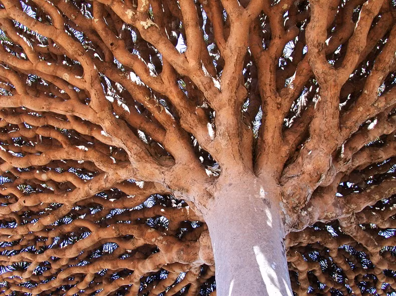 Điều này có nghĩa đảo Socotra có một môi trường sống đặc biệt dành cho các động thực vật kỳ lạ này.