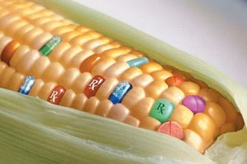 Riêng ngô là loại cây được áp dụng nhiều nhất, công ty Monsanto Thái Lan đã đưa vào trồng thử nghiệm ba giống ngô chuyển gen là MON89034, NK603 và MON89034xNK60. Công ty Syngenta Việt Nam cũng thử nghiệm hai giống ngô chuyển gen là BT11 và GA21... Ảnh: Báo Đầu Tư.