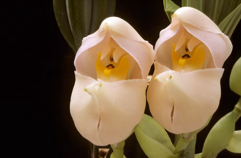 Cận cảnh bông hoa lan tuyệt đẹp có hình như một em bé nằm trong nôi. Nguồn ảnh: Hdwallpaper4u, Coviet.